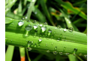 Lawnturf: it ain’t just ‘grass’