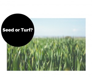 Laying your lawn: is it better to seed or turf?