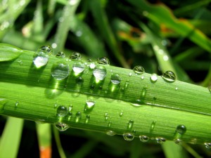 How to look after your lawn in hot weather