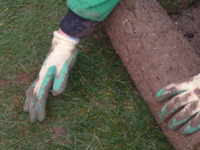 Boss the moss – how to stop moss wrecking your lawn