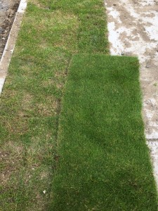 The grass is greener – was this really the finest turf grass available?