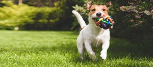 Dogs and lawns – they don’t always mix