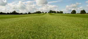 Grass – it’s not just grass