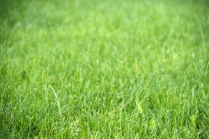 John’s Spring lawn care tips