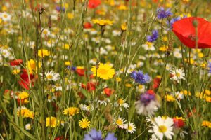 Wildflower turf – take a walk on the wild side!
